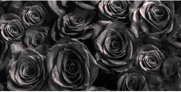 roses, flowers, oldestplants, guniessbooks, world records, genus rosa, familyrosaceae, species, rome