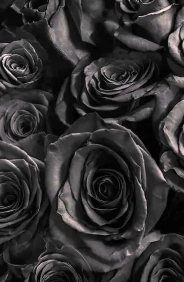 roses, flowers, oldestplants, guniessbooks, world records, genus rosa, familyrosaceae, species, rome