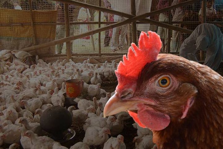 Avian influenza infected for the first time in America since 2002