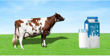 milk, fat, white, protein, molecules, light, wavelength, cow, gallons, Missouri, robthom, suzettepad