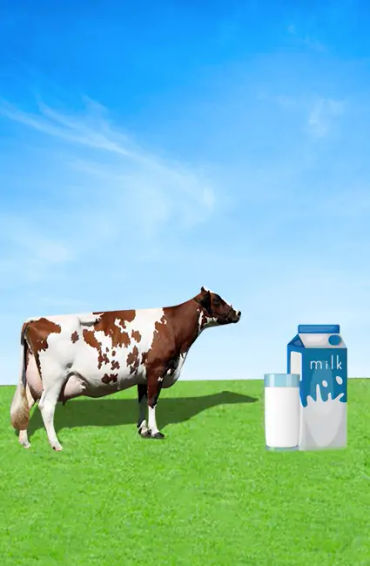 milk, fat, white, protein, molecules, light, wavelength, cow, gallons, Missouri, robthom, suzettepad