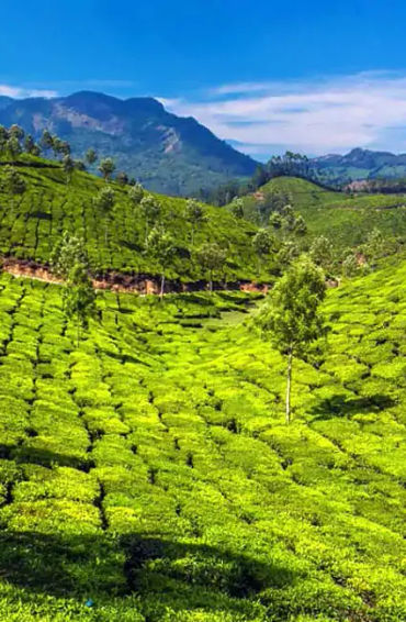 southindia, breakfast, dish, upma, uttapam, idly, dosa, richesttemple, gold, ornaments, sreepadmanab