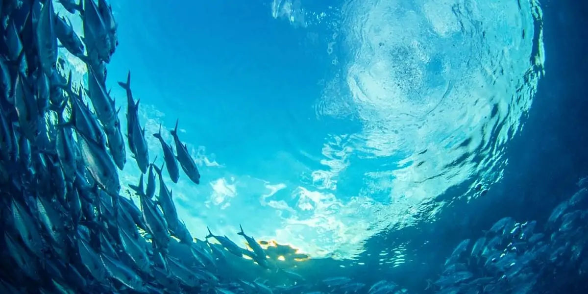 river in sea, river in ocean, ocean river