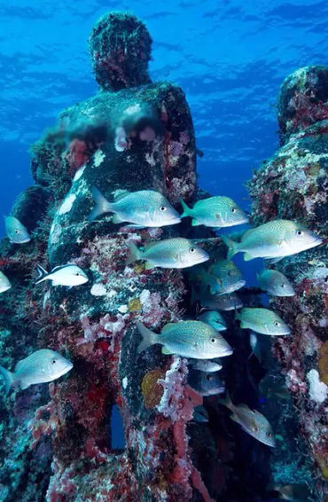 Ocean, ocean fact, ocean facts, ocean oxygen, oxygen facts, oxygen fact