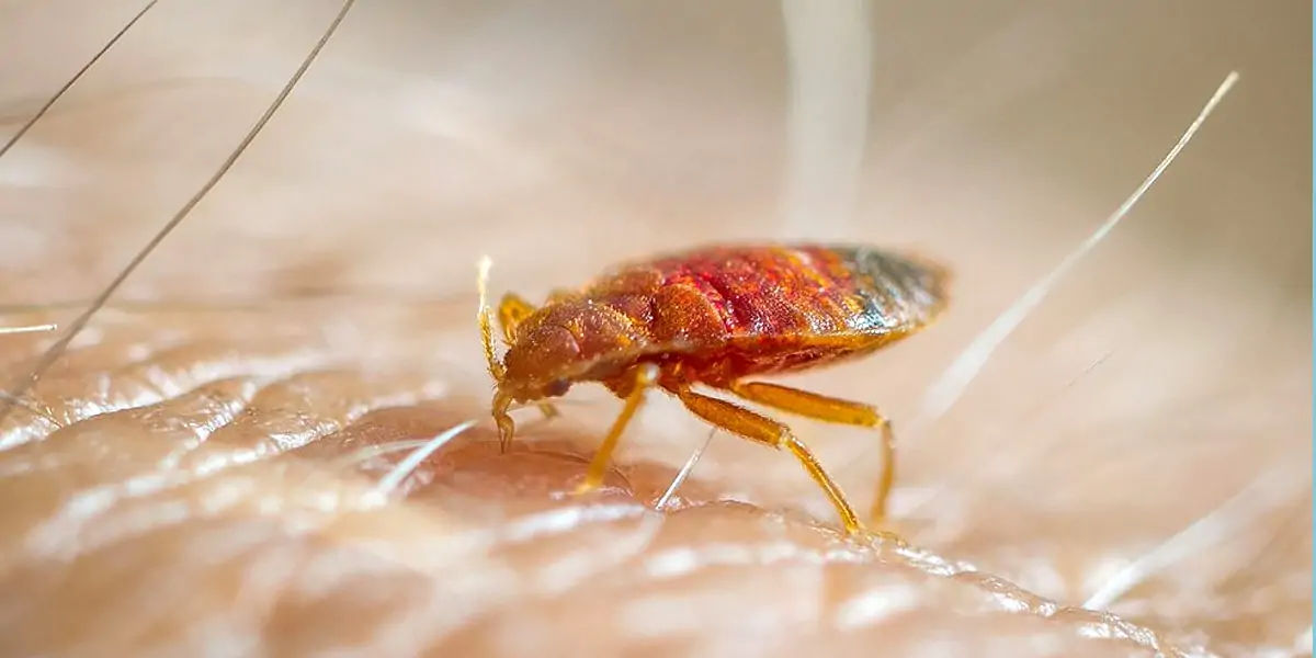 bed bugs, bed bugs facts, facts about bed bugs, facts about dinosaur, dinosaur facts