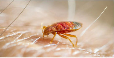 bed bugs, bed bugs facts, facts about bed bugs, facts about dinosaur, dinosaur facts