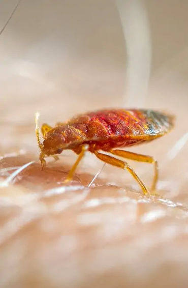 bed bugs, bed bugs facts, facts about bed bugs, facts about dinosaur, dinosaur facts