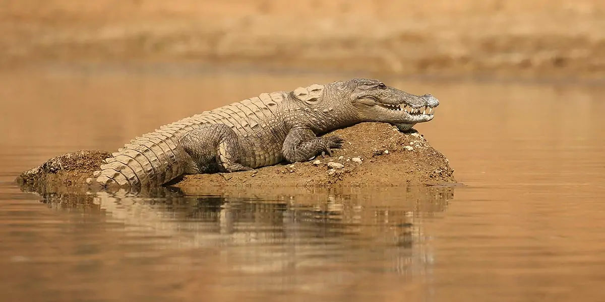 crocodiles horse