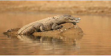 crocodiles horse