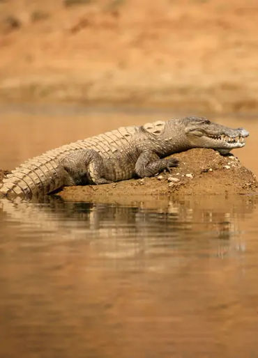 crocodiles horse