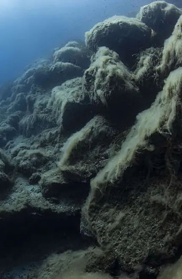 aquatic, earth, marine, species, outnumber, aquaticlife, oceans, waterbodies, mountain, submerged, m