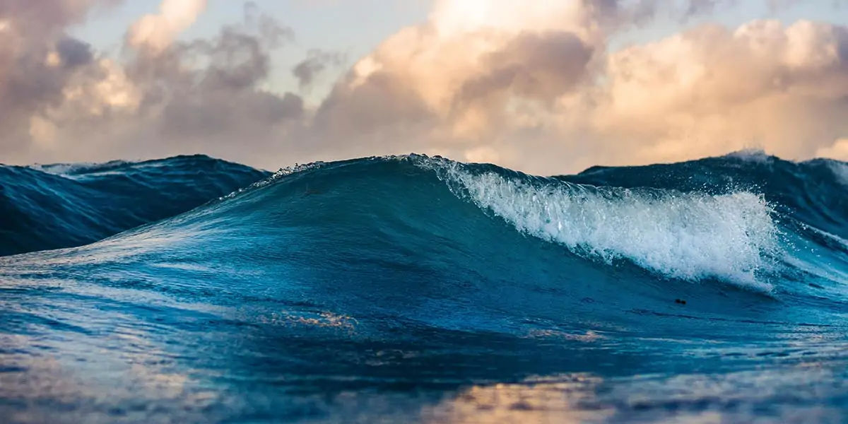 unitedstates, submerged, underwater, ocean, exist, aquatic, earth, marine, species, outnumber, aquat