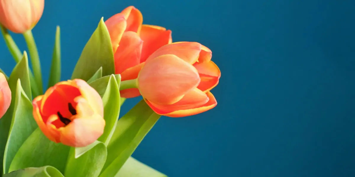 tulip valuable gold