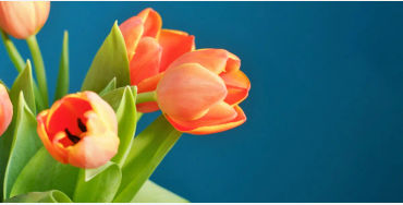 tulip valuable gold
