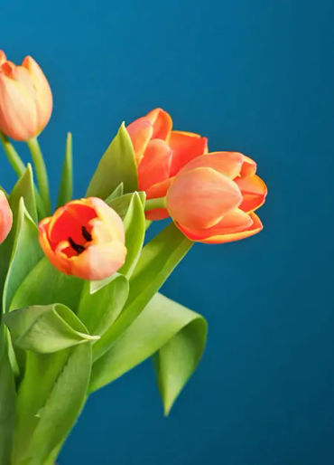tulip valuable gold