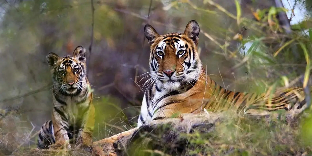 Bengal tiger