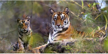 Bengal tiger