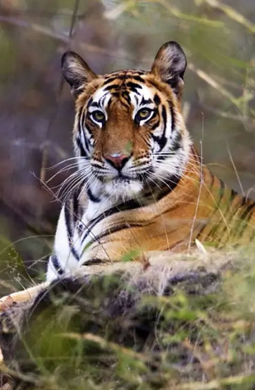 Bengal tiger