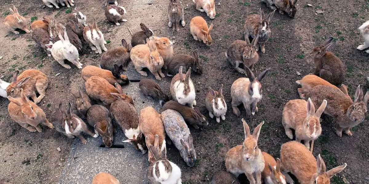 Rabbit Island  Japan