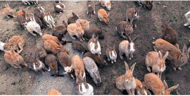 Rabbit Island  Japan