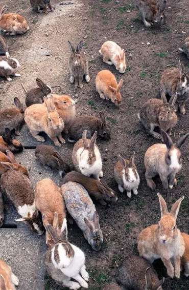 Rabbit Island  Japan