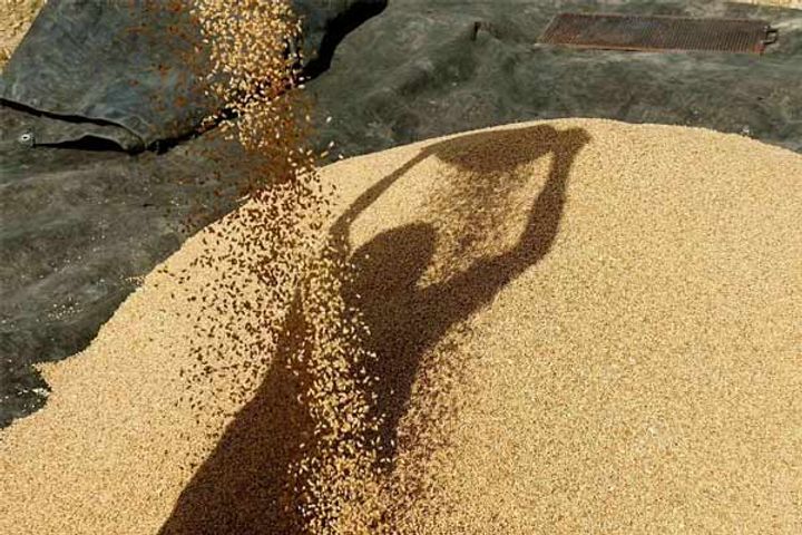 government imposed a ban on the export of wheat