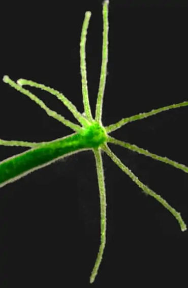 greek, greekmythology, hydra, heracles, lernaean, monster, lerna, zeus, humankind, watersnake, hydra