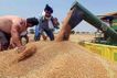 approval of export of wheat consignment delivered to customs