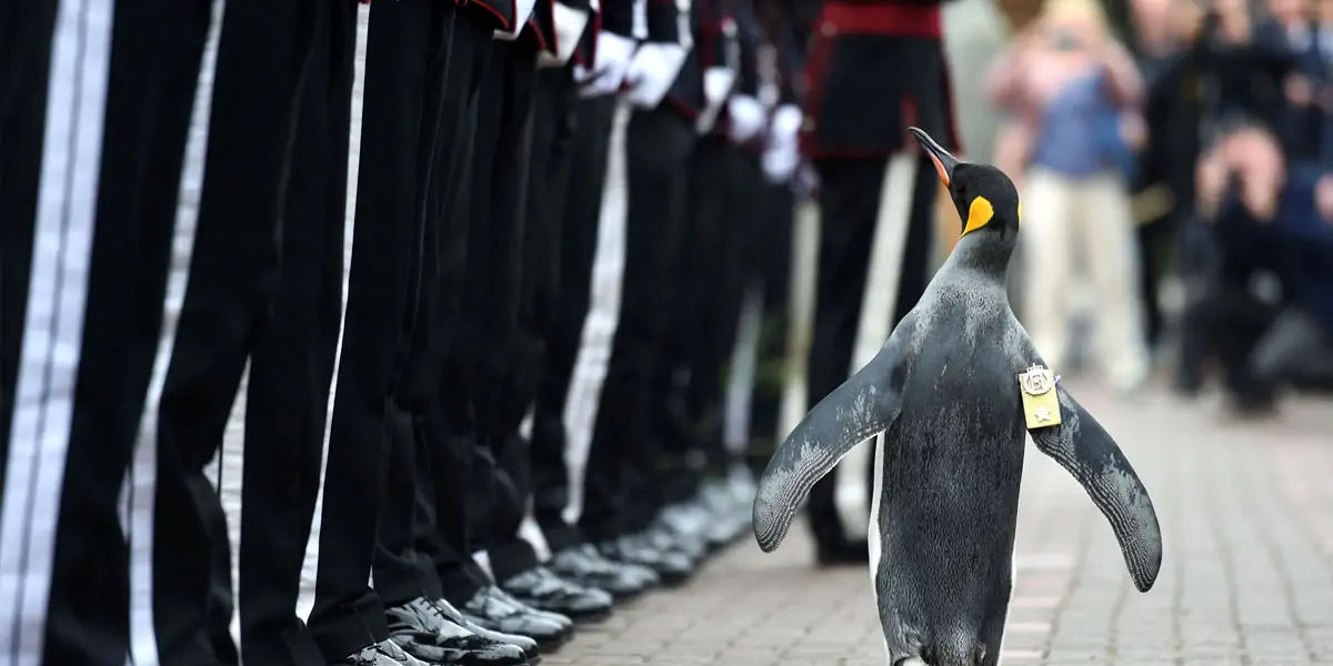 norwegian, officer, zoo, edinburgh, sirnilsolav, rose, corporal, 1982, knighted, 2008, brigadier, 20