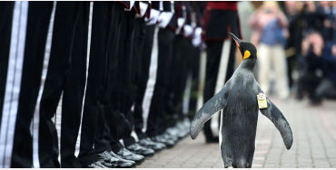 norwegian, officer, zoo, edinburgh, sirnilsolav, rose, corporal, 1982, knighted, 2008, brigadier, 20