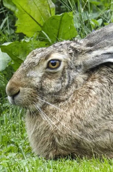 guardian, teletubbies, cocreator, annewood, fluffy, rabbit, petbunnies