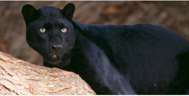 panther, huge, animal, jaguar, leopard, tigers, lions, melanism, cat