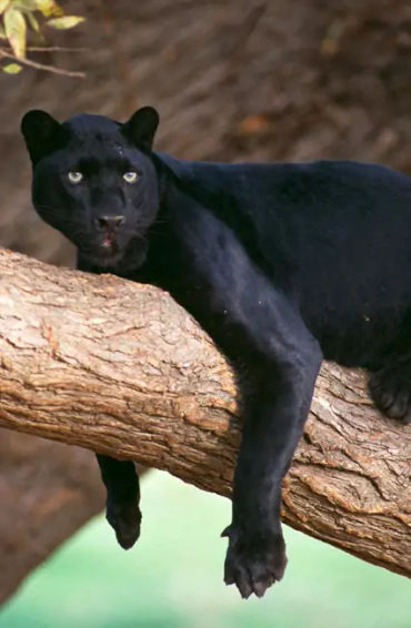 panther, huge, animal, jaguar, leopard, tigers, lions, melanism, cat