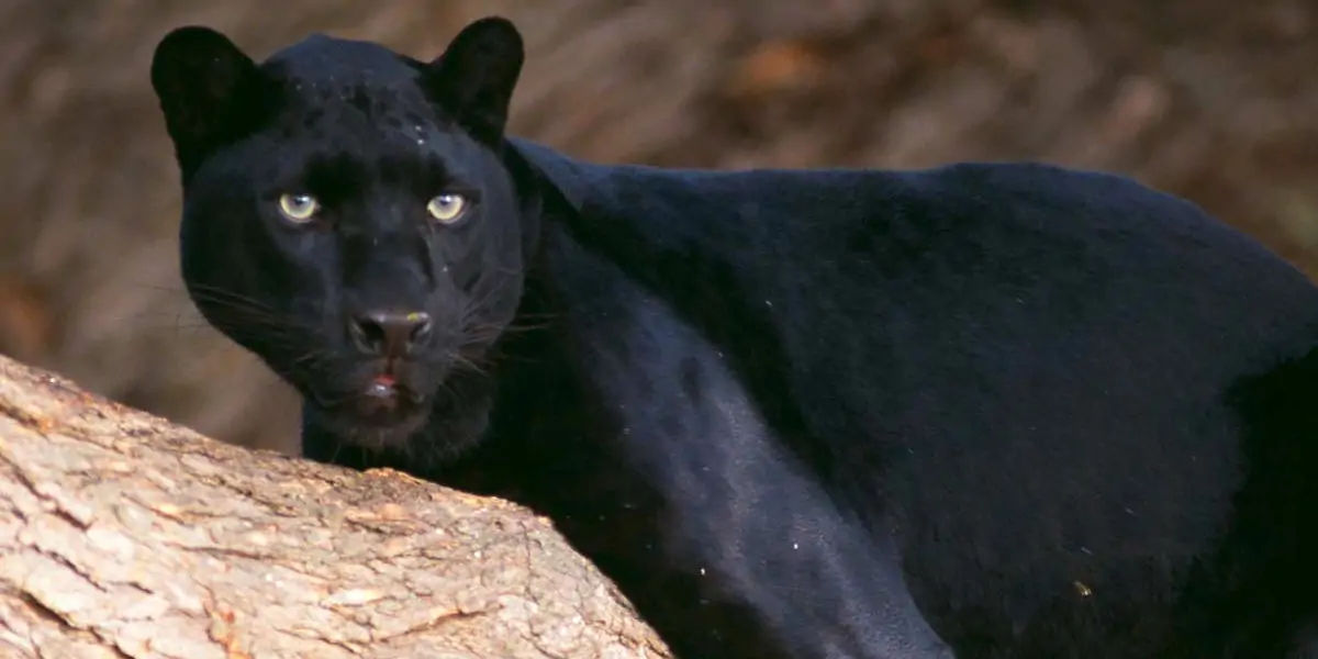 panther, huge, animal, jaguar, leopard, tigers, lions, melanism, cat, antelope, deer, warthog, tapir