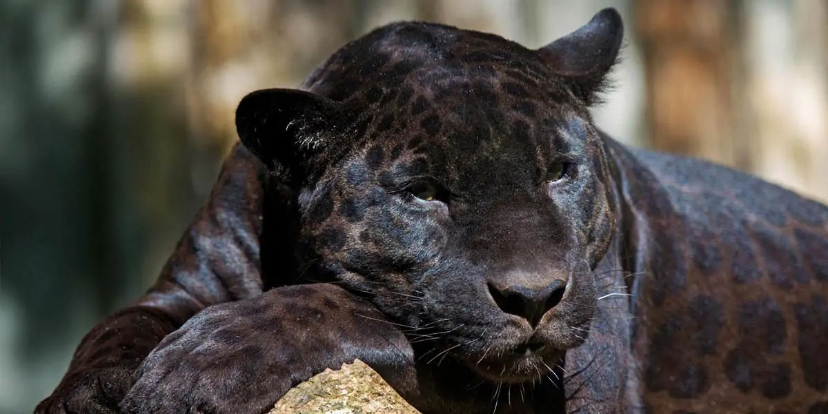 panther, huge, animal, jaguar, leopard, tigers, lions, melanism, cat, antelope, deer, warthog, tapir