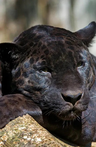 panther, huge, animal, jaguar, leopard, tigers, lions, melanism, cat, antelope, deer, warthog, tapir