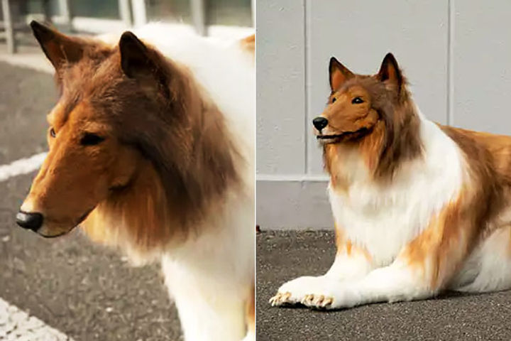 japanese man spent 11 lakh rupees to look like a dog