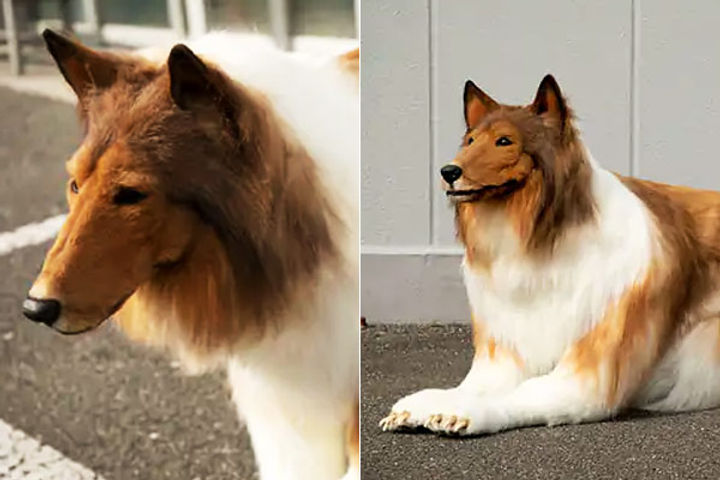 japanese man spent 11 lakh rupees to look like a dog japanese man spent 11 lakh rupees to look like a dog