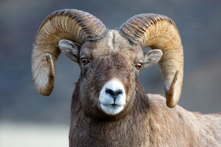 sheep imprisoned for three years attacked and killed the woman