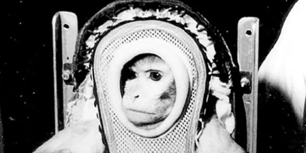 first monkey in space
