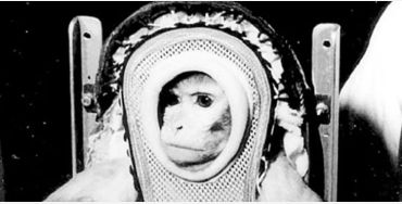 first monkey in space