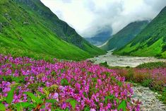 The Valley of Flowers will open for tourists from today, there are more than 300 species of flowers