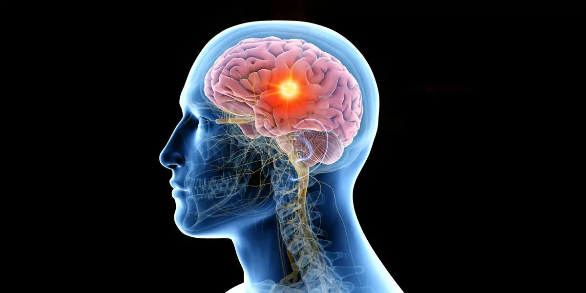 human, brain, five, senses, taste, touch, sight, smell, hearing, organ, mind, soul