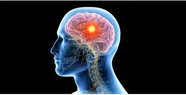 human, brain, five, senses, taste, touch, sight, smell, hearing, organ, mind, soul