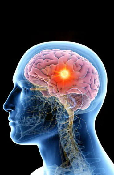 human, brain, five, senses, taste, touch, sight, smell, hearing, organ, mind, soul