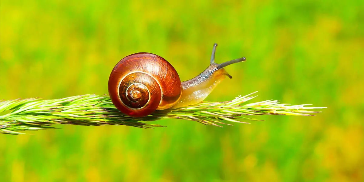 snails, lazy, dream, insect, laziest, humans, sleep, eat