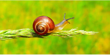 snails, lazy, dream, insect, laziest, humans, sleep, eat