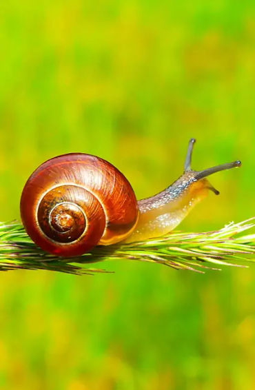 snails, lazy, dream, insect, laziest, humans, sleep, eat