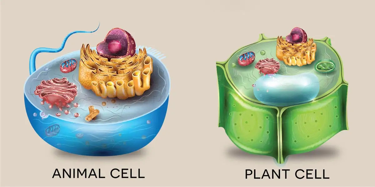 cell, primary, two, eukaryotic, prokaryotic, genuine, nucleus, membrane, species, fungi, plants, ani