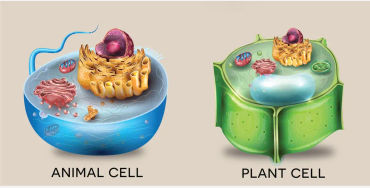 cell, primary, two, eukaryotic, prokaryotic, genuine, nucleus, membrane, species, fungi, plants, ani